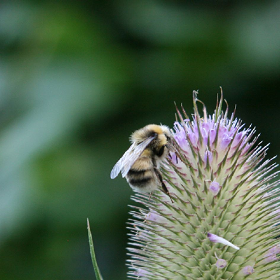 Welke hommel is dit?